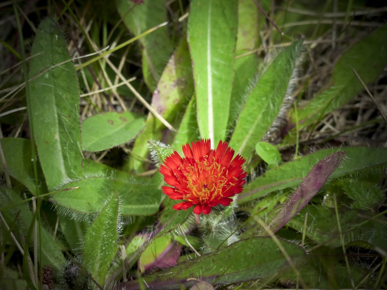 Crabgrass сорняк