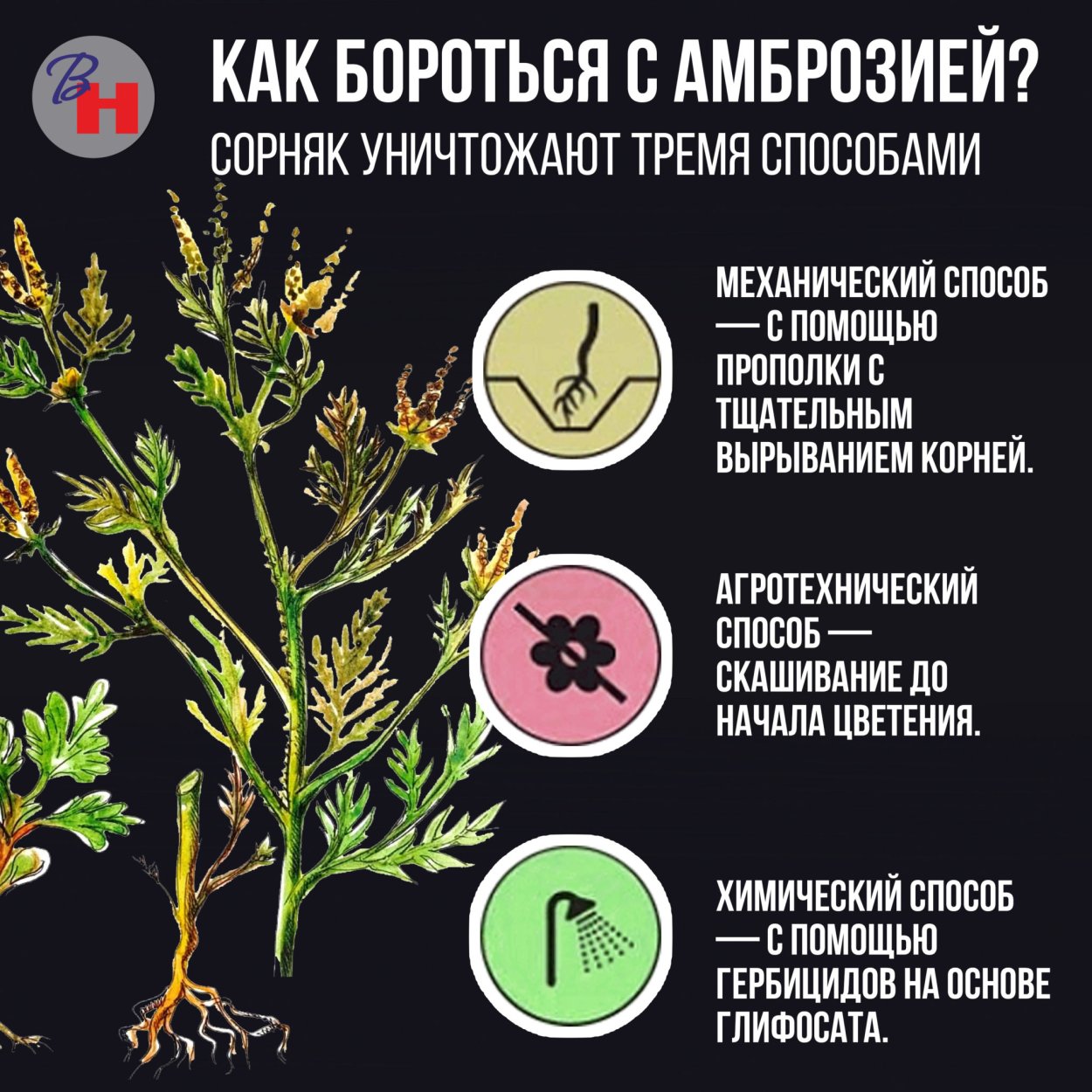 Трава колючая сорная