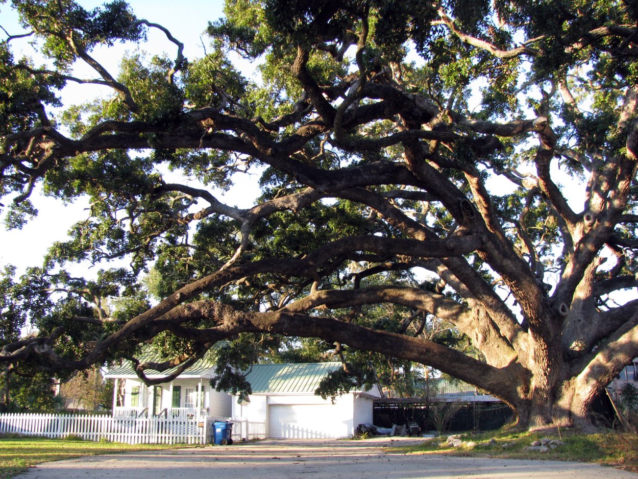 Каркас Южный (Celtis Australis)