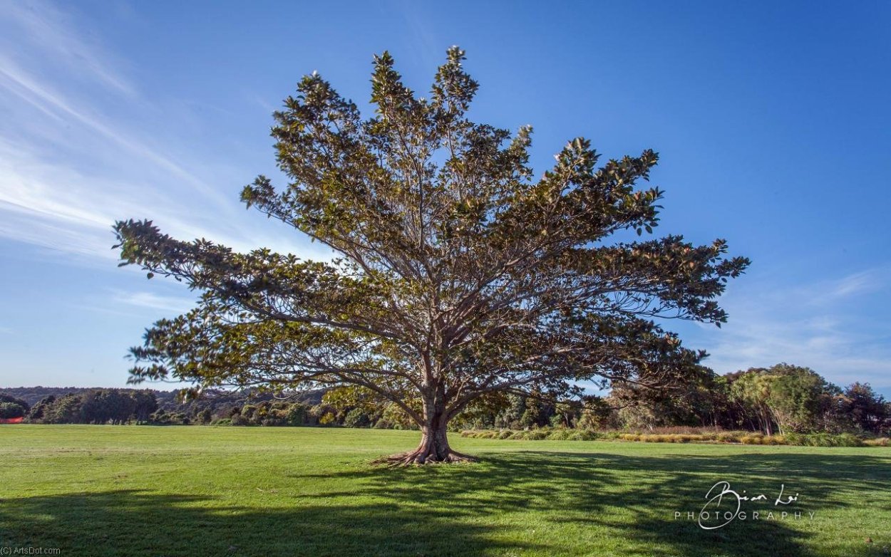 Celtis Australis