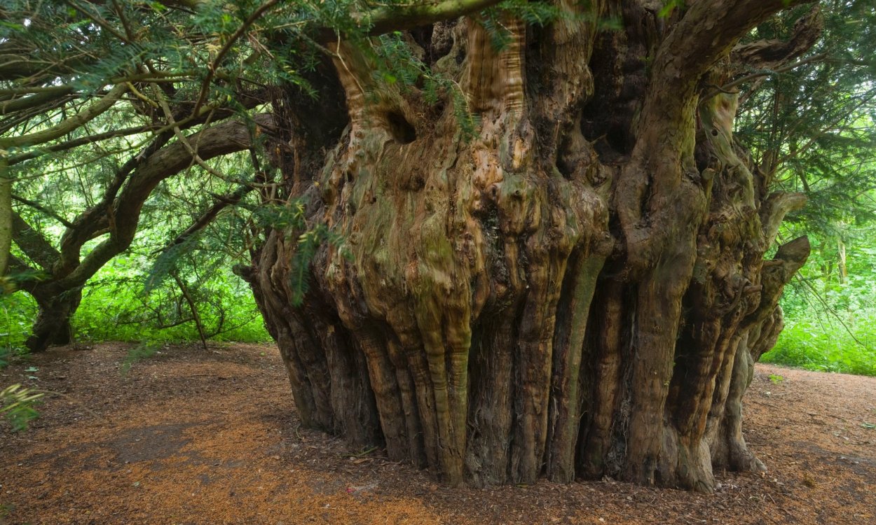 Каркас Южный (Celtis Australis)