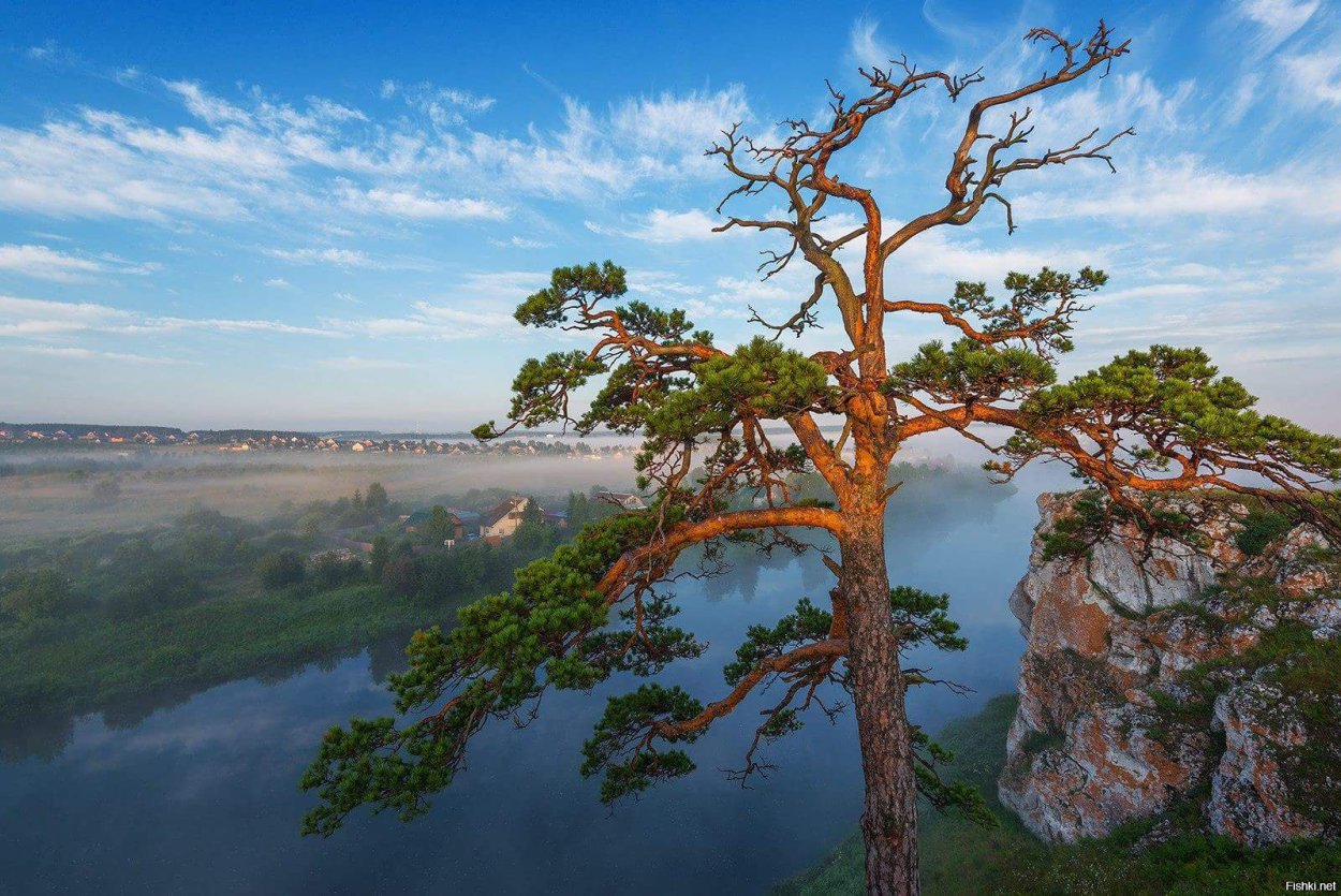 Сосна Уральская