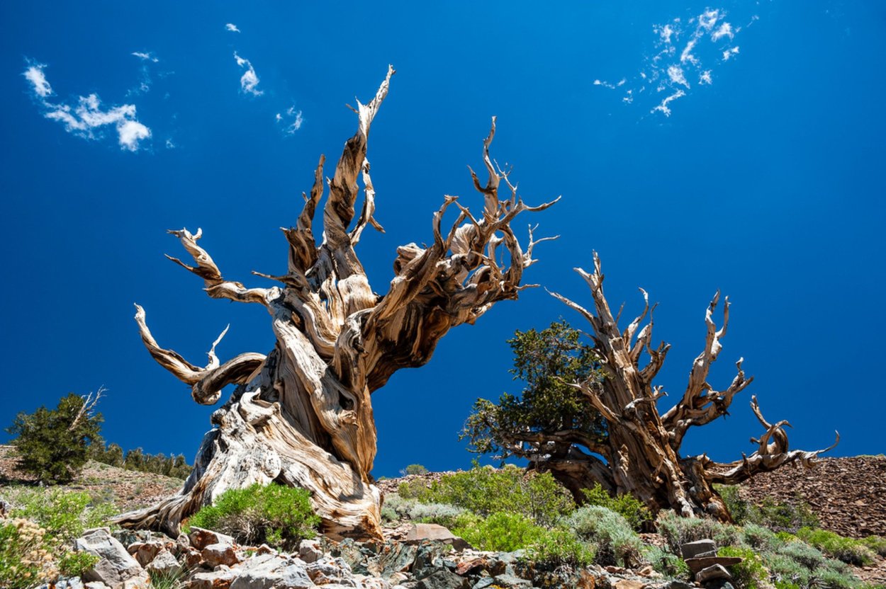 Сосна остистая межгорная Pinus longaeva