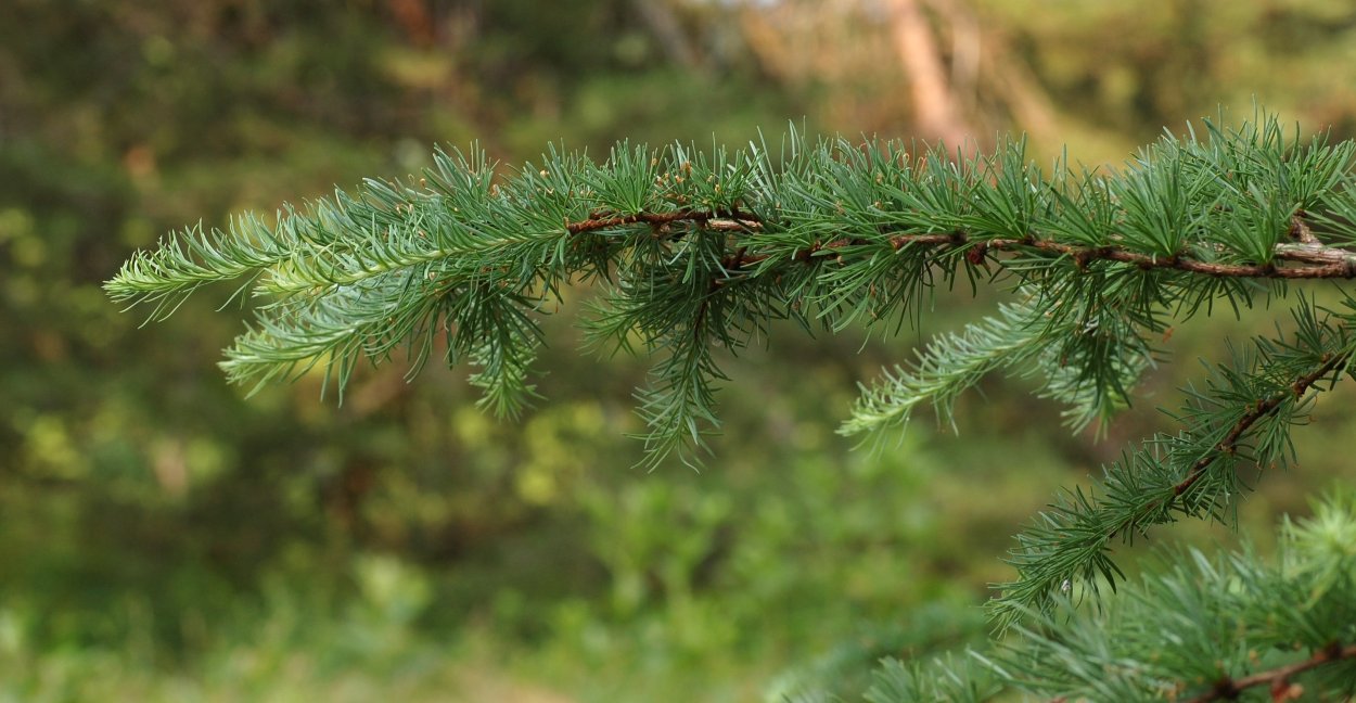 Лиственница Larix kaempferi
