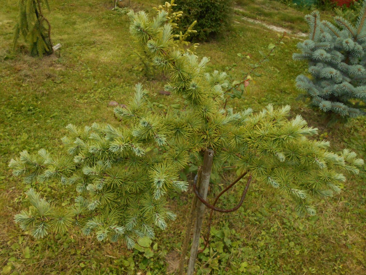 Лиственница тонкочешуйчатая Larix kaempferi