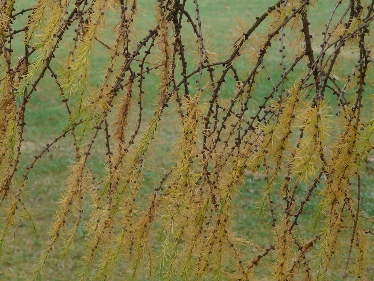 Лиственница тонкочешуйчатая Larix kaempferi