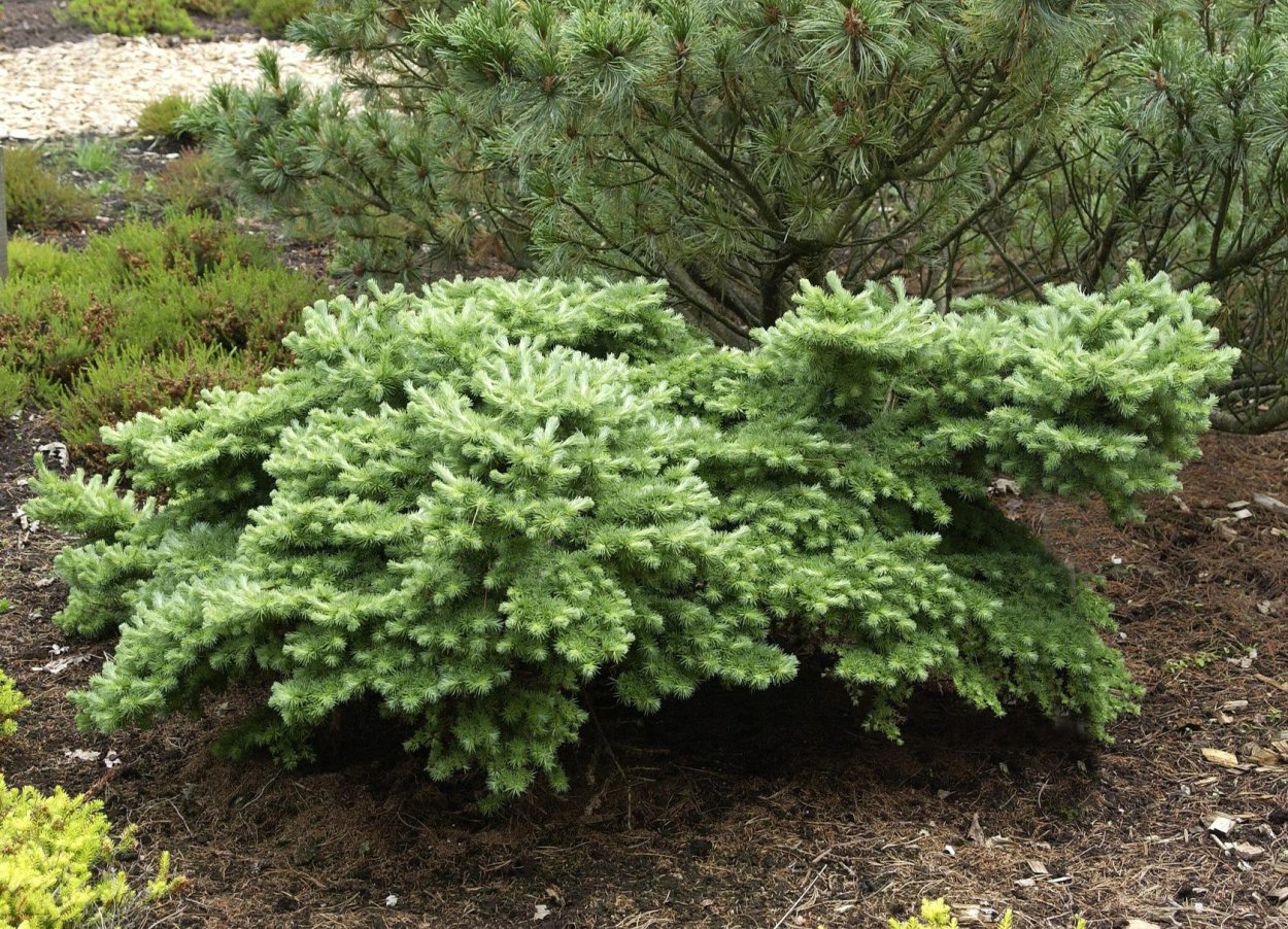 Лиственница европейская Larix decidua