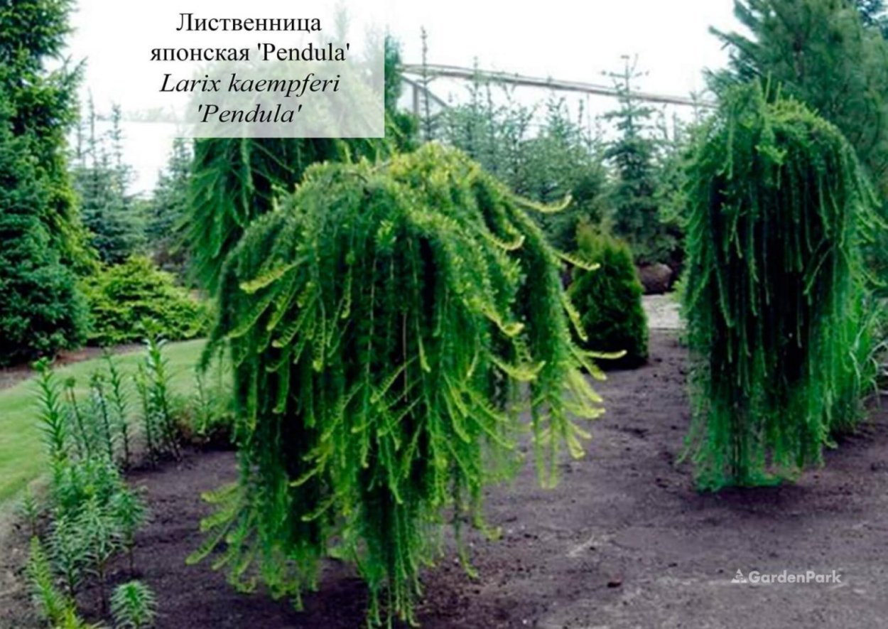 Трахеомикозное увядание лиственницы