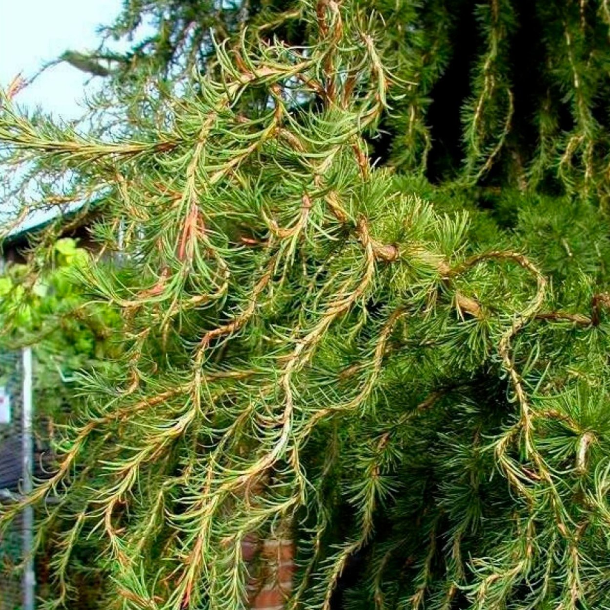 Лиственница Larix kaempferi. Wolterdingen