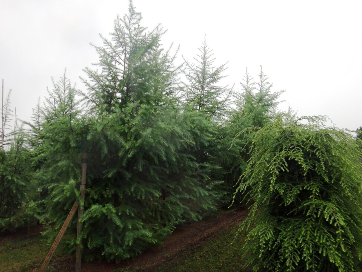Лиственница тонкочешуйчатая Larix kaempferi