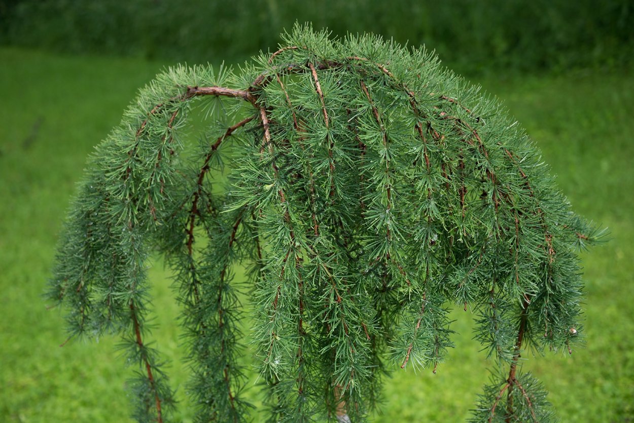 Лиственница японская Larix kaempferi Grey Pearl