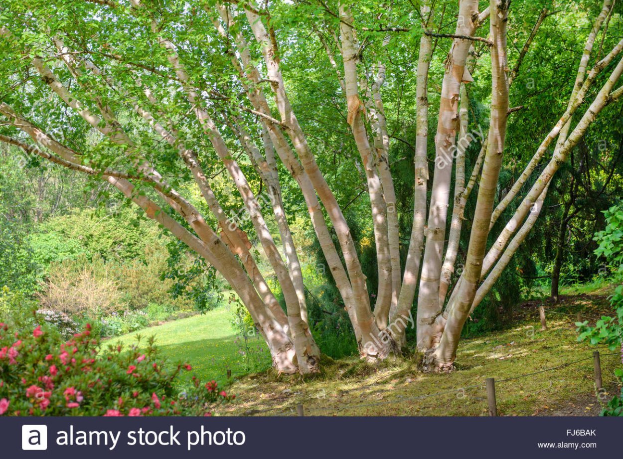 Берёза Эрмана 'Grayswood Hill'