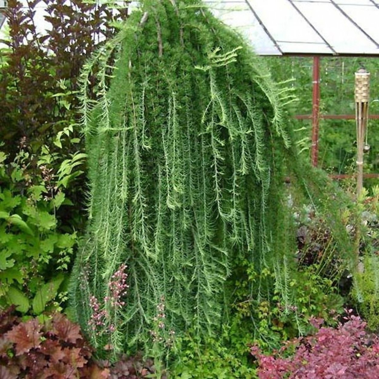 Лиственница Сибирская Larix sibirica