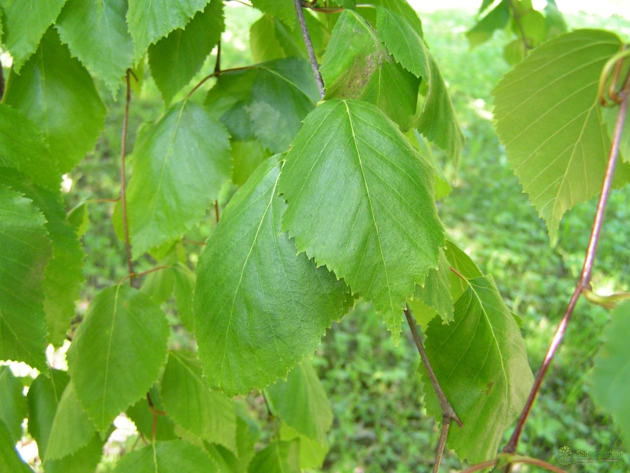 Betula ermanii