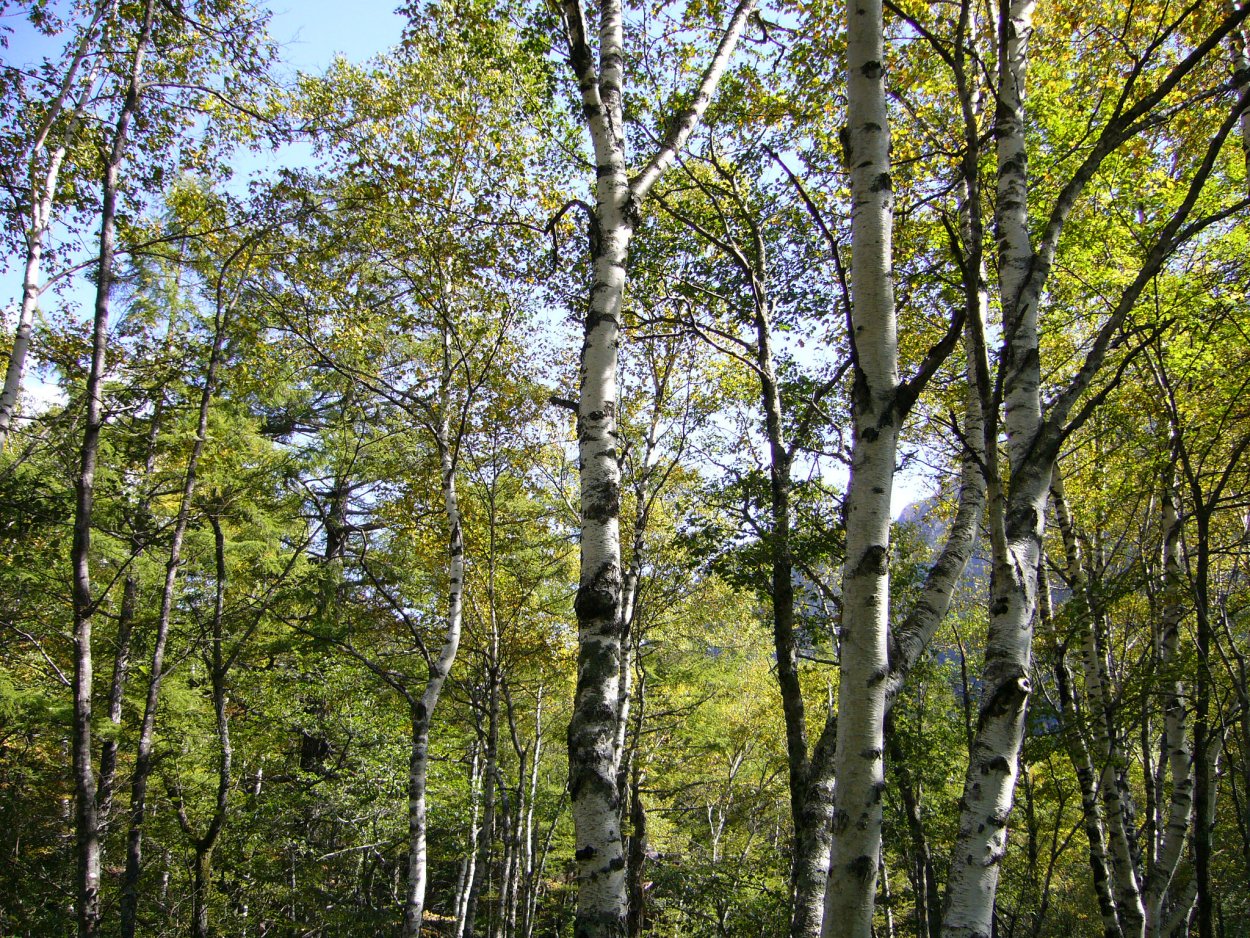 Betula ermanii