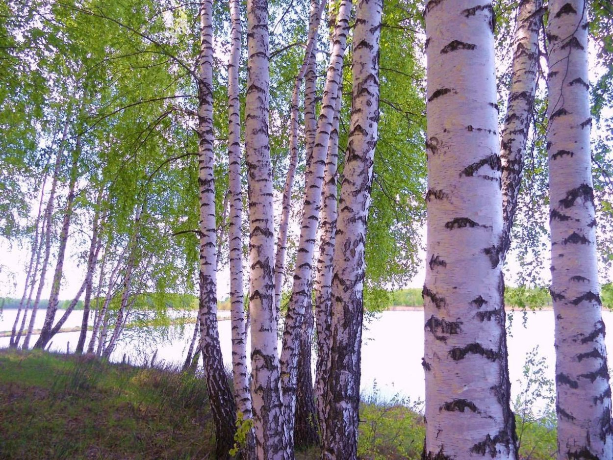 Береза маньчжурская Betula mandshurica