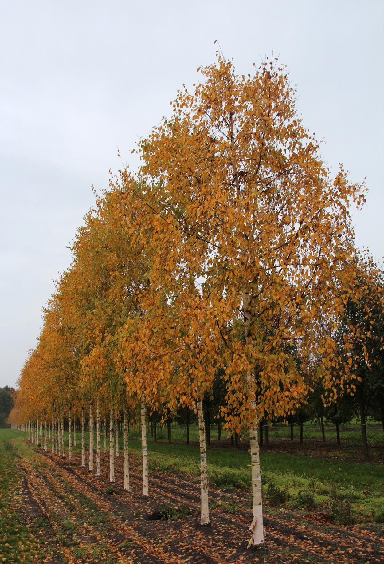 Betula ermanii Holland