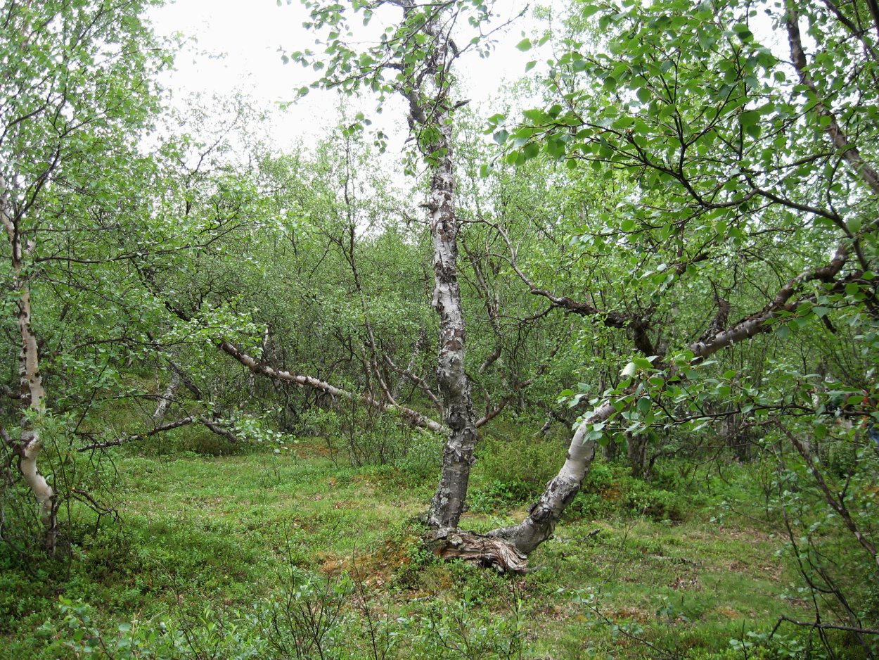 Каменная береза Камчатка