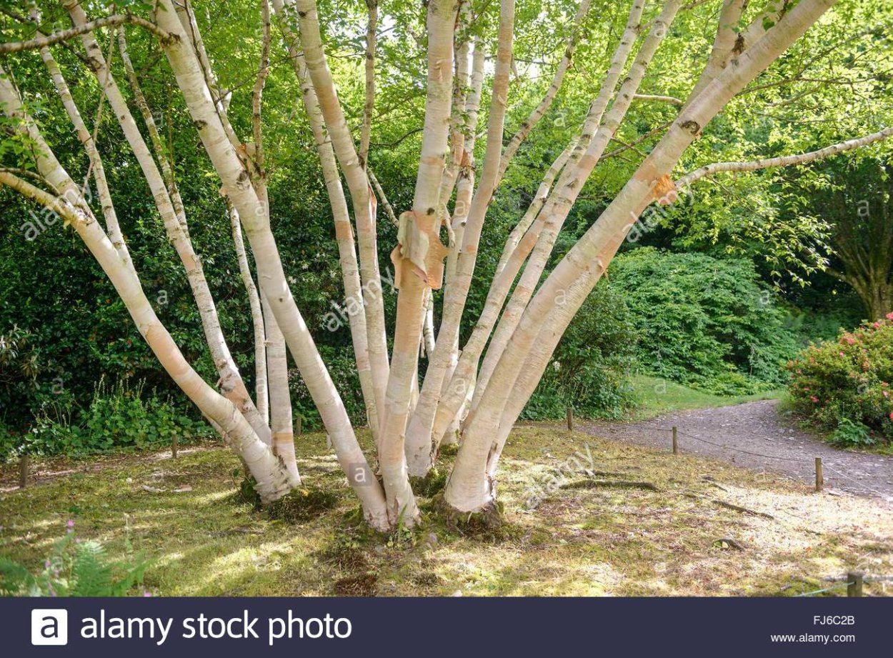 Betula ermanii Grayswood Hill