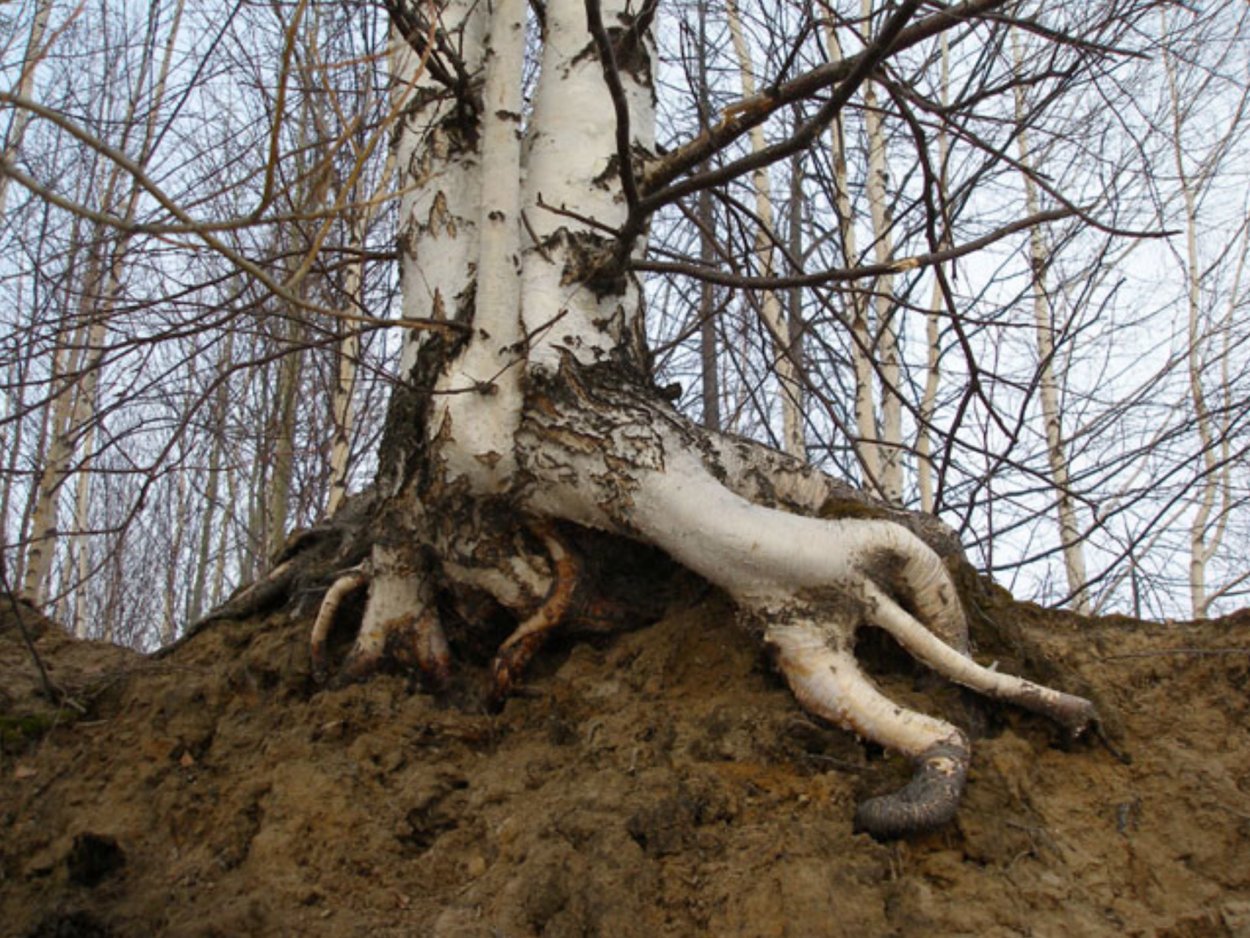 Береза Эрмана, каменная (Betula ermanii)