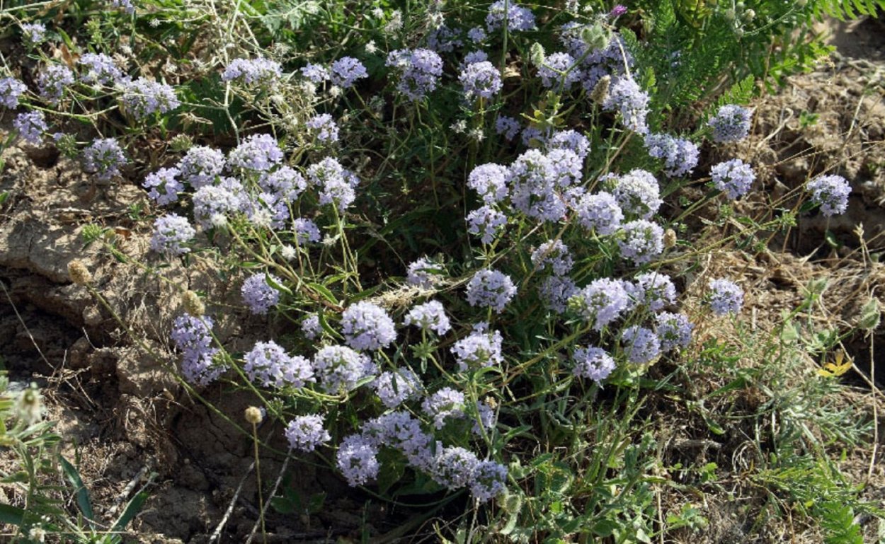 Тимьян и зизифора