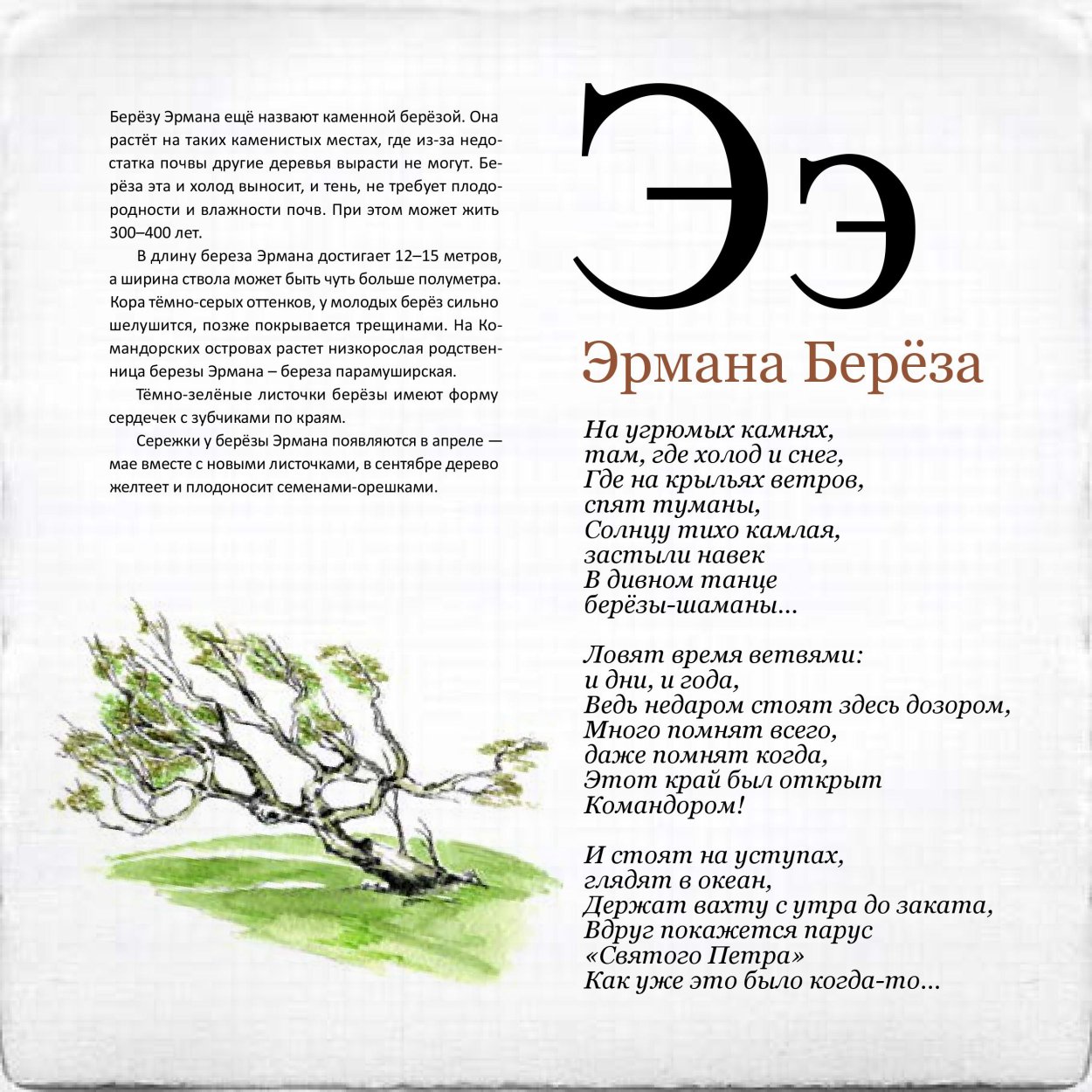 Береза Шмидта (железная береза )