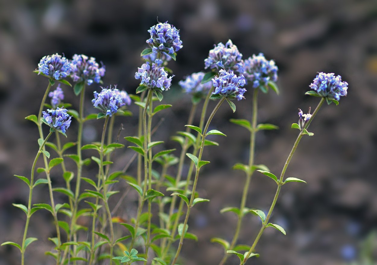 Зизифора трава