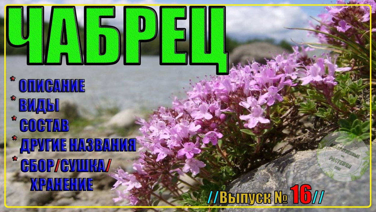 Лекарственные травы на белом фоне