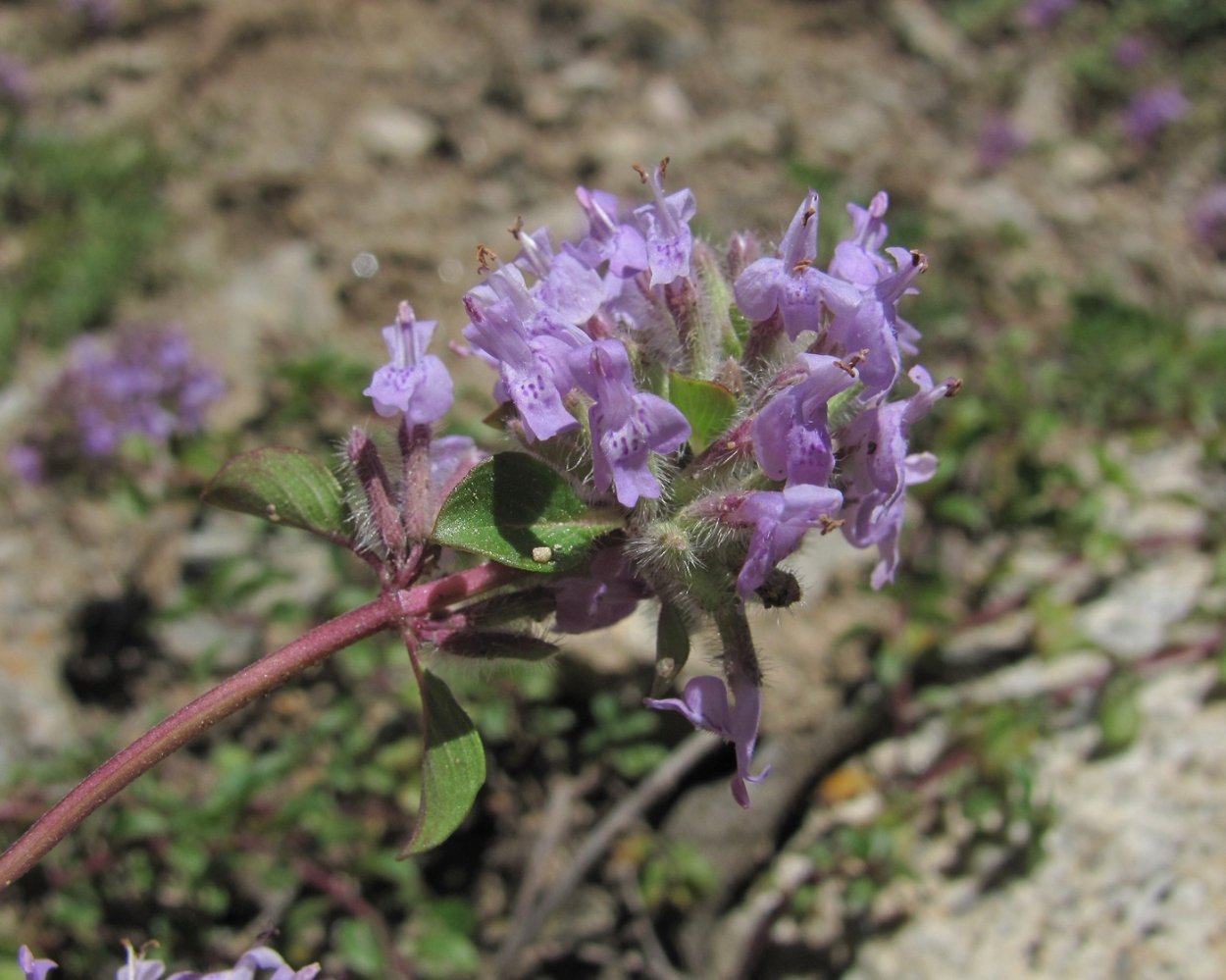 Зизифора головчатая