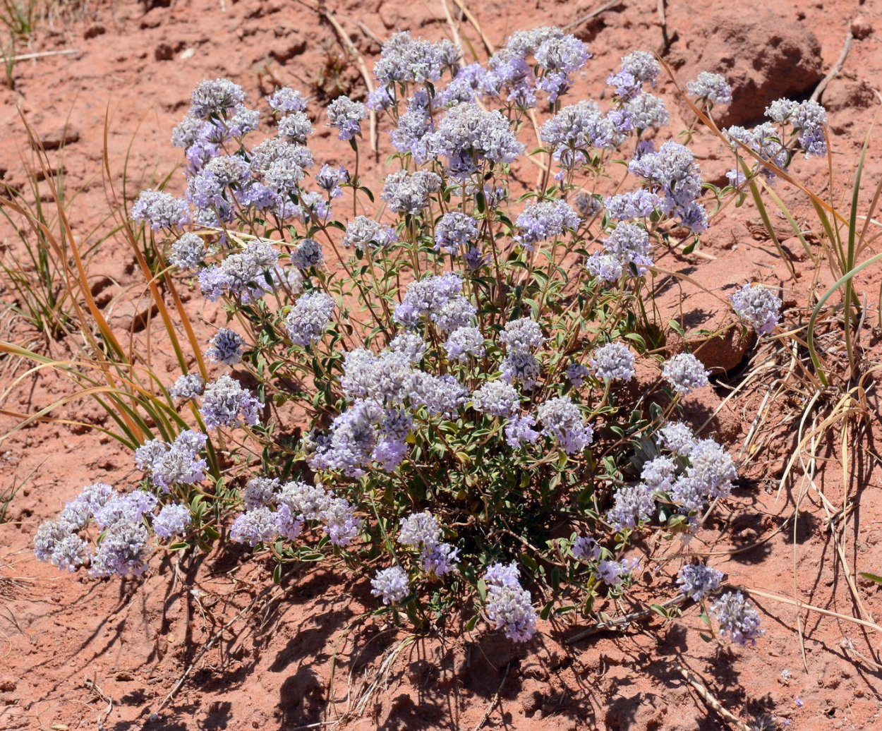 Зизифора головчатая