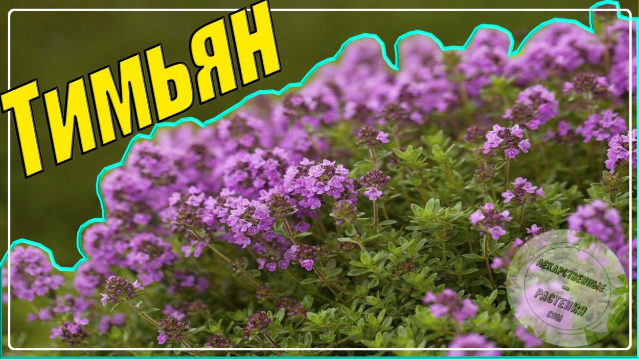 Тмин чабрец