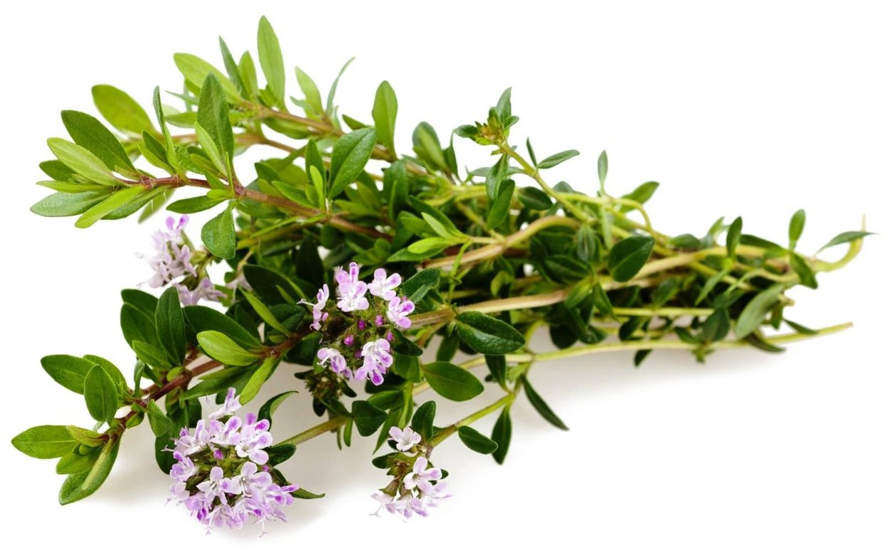 Тимьян на белом фоне