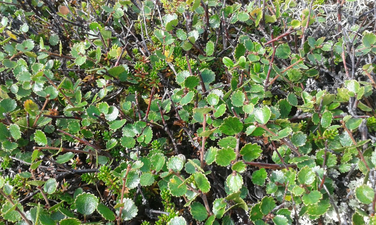Береза карликовая Betula Nana