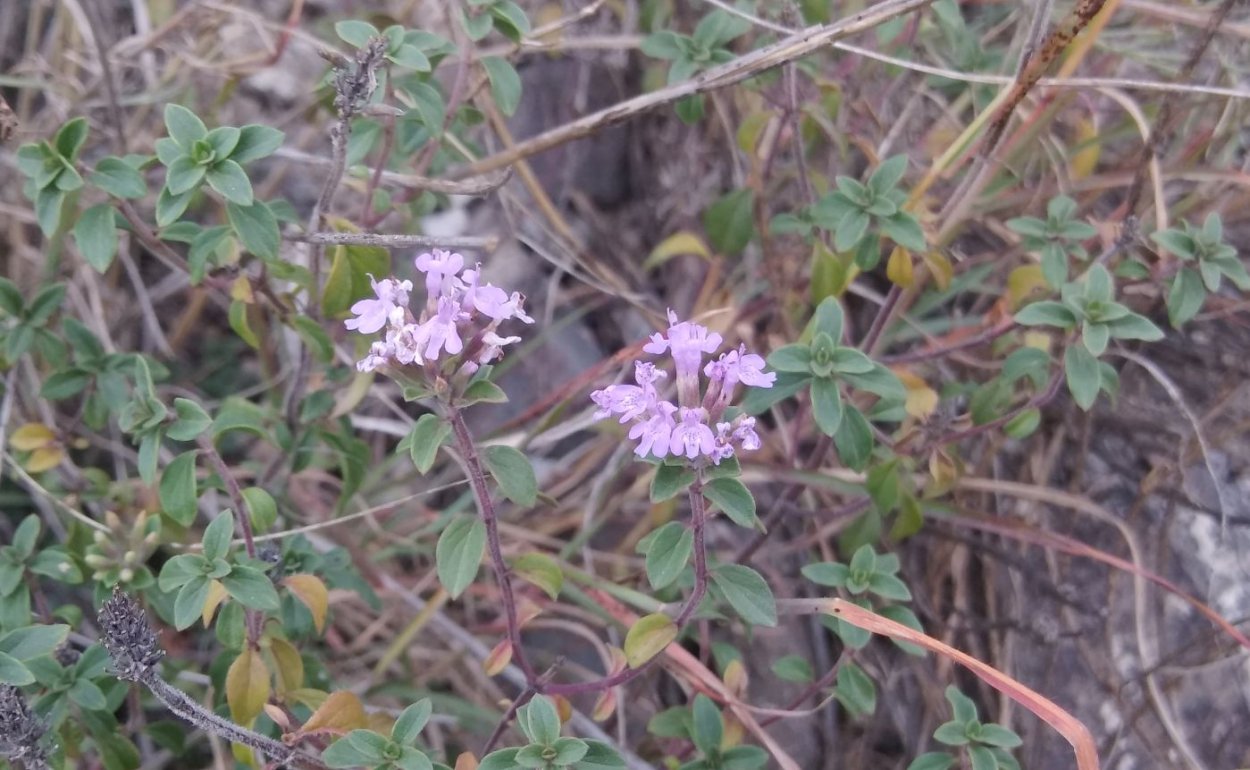 Алтайская зизифора чай