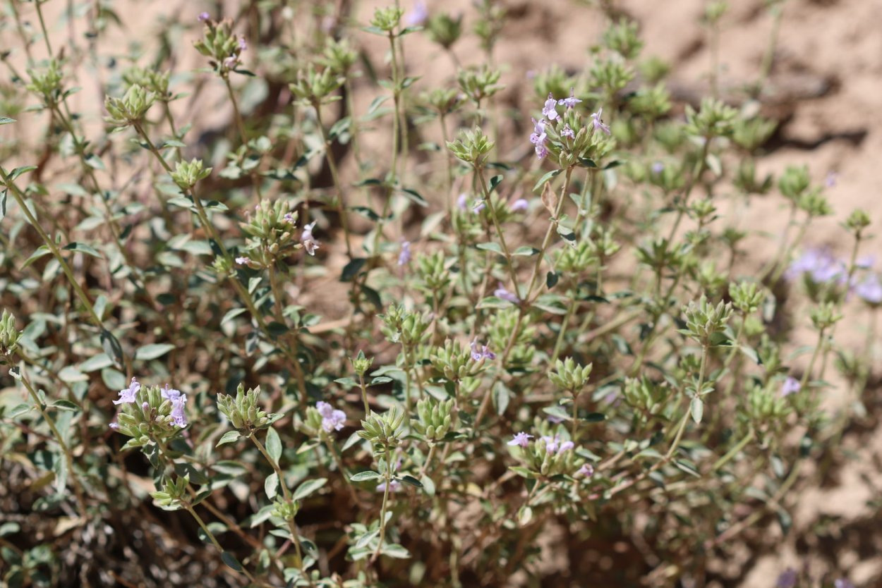 Зизифора Крымская