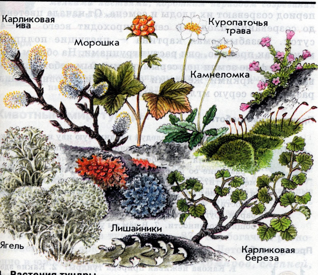 Растения севера и тундры
