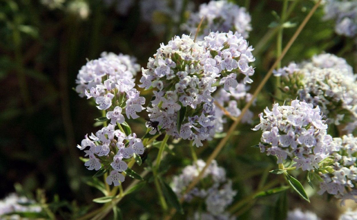 Зизифора тимьянниковая