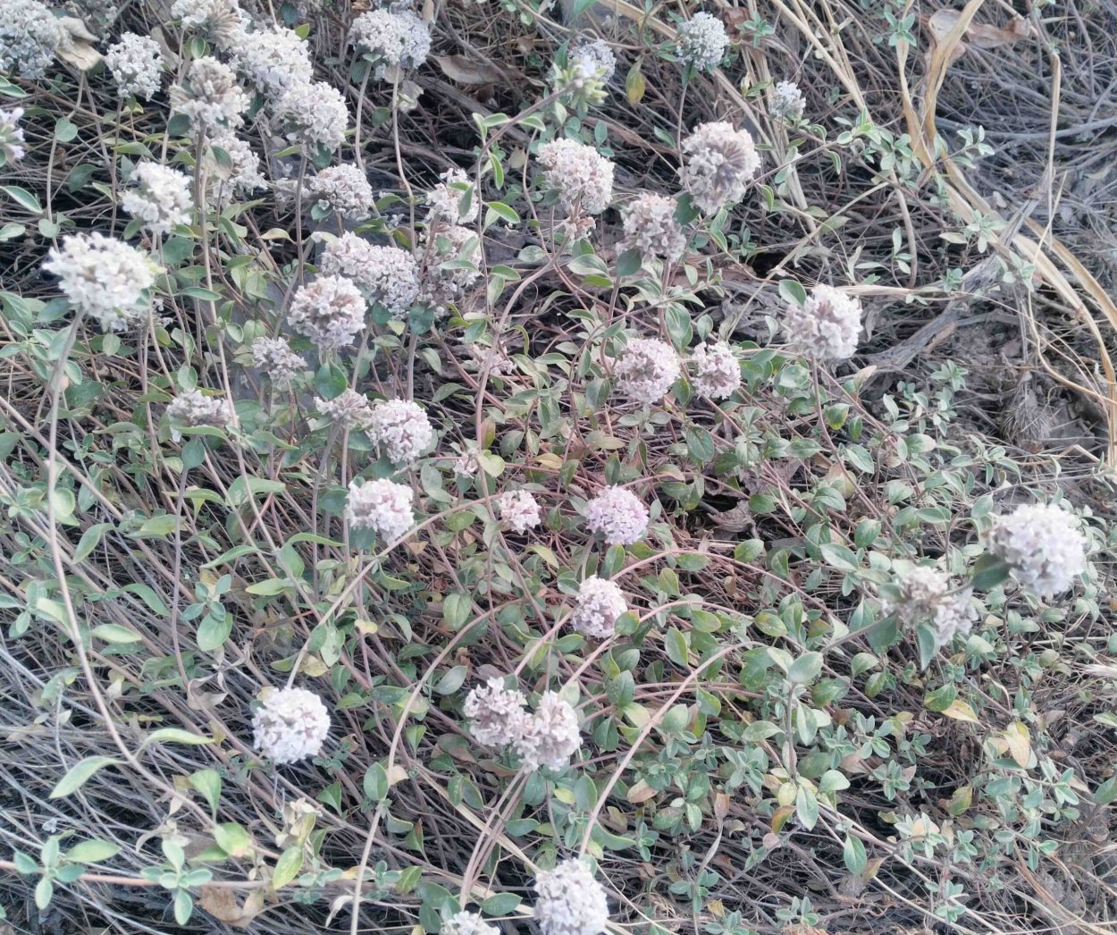 Зизифора Горная мята