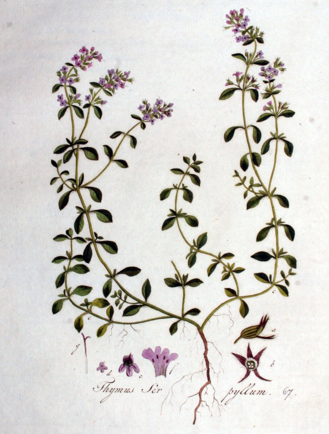 Чабрец тимьян Богородская трава