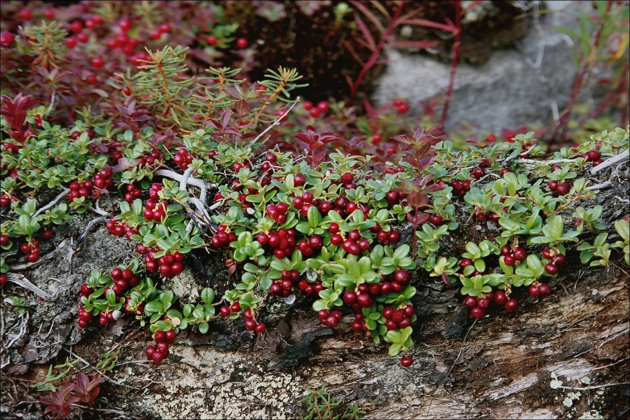 Vaccinium Vitis-idaea