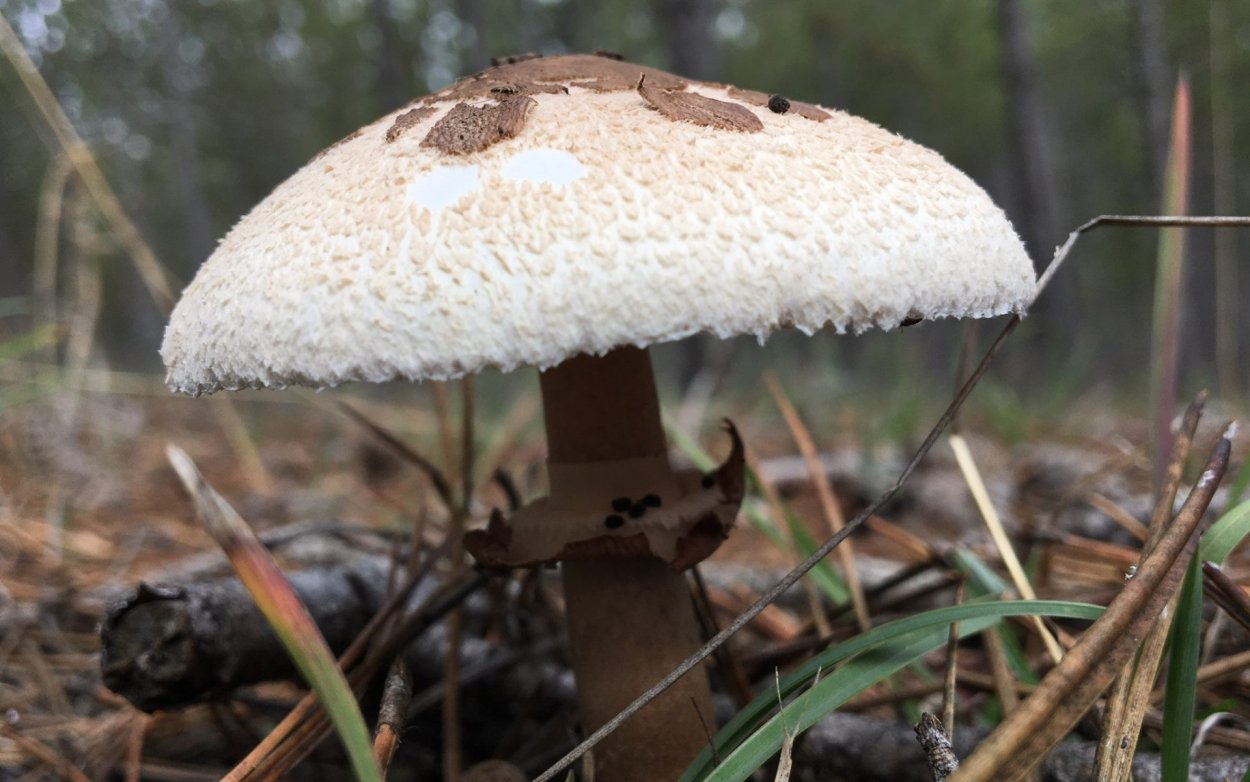 Macrolepiota excoriata