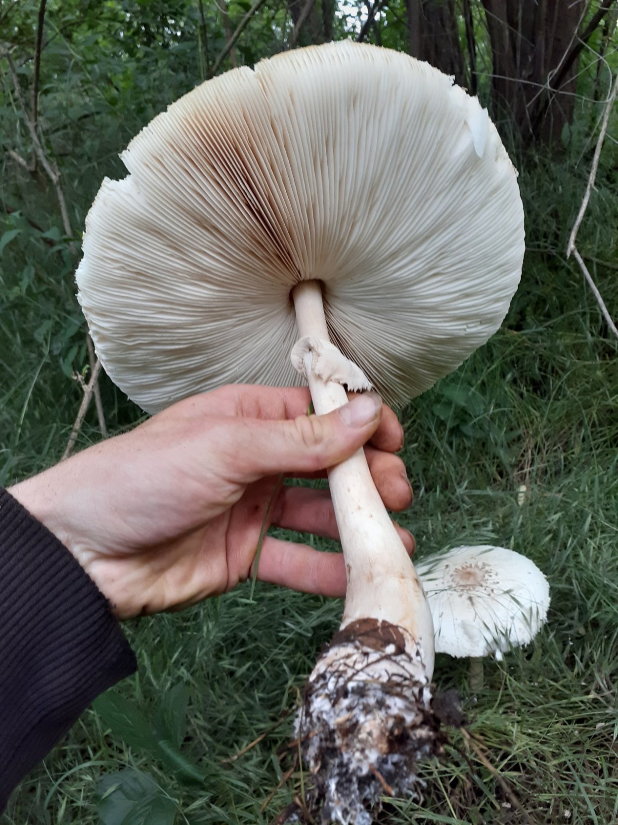 Зонтик Конрада (Macrolepiota konradii)