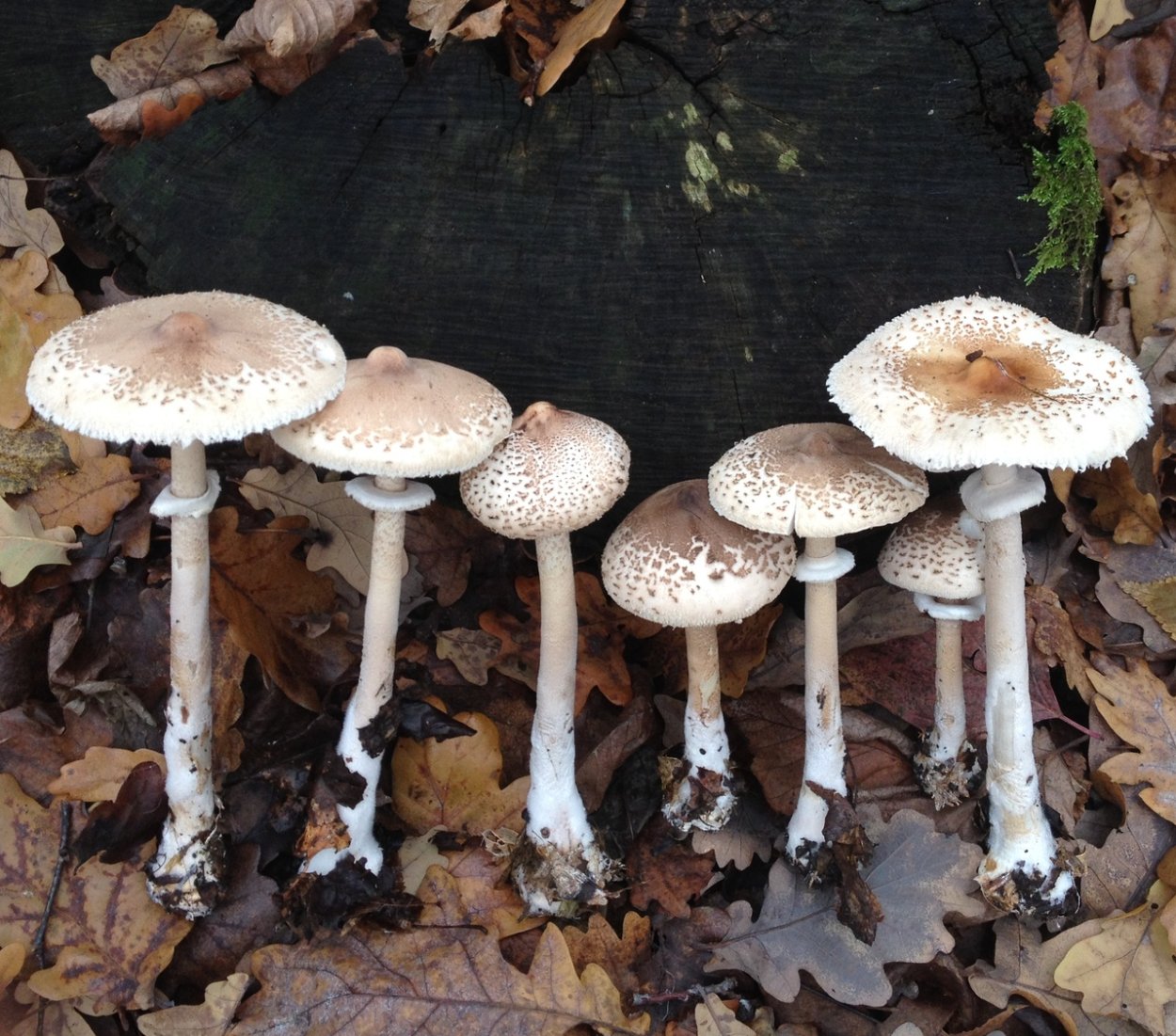 Macrolepiota excoriata