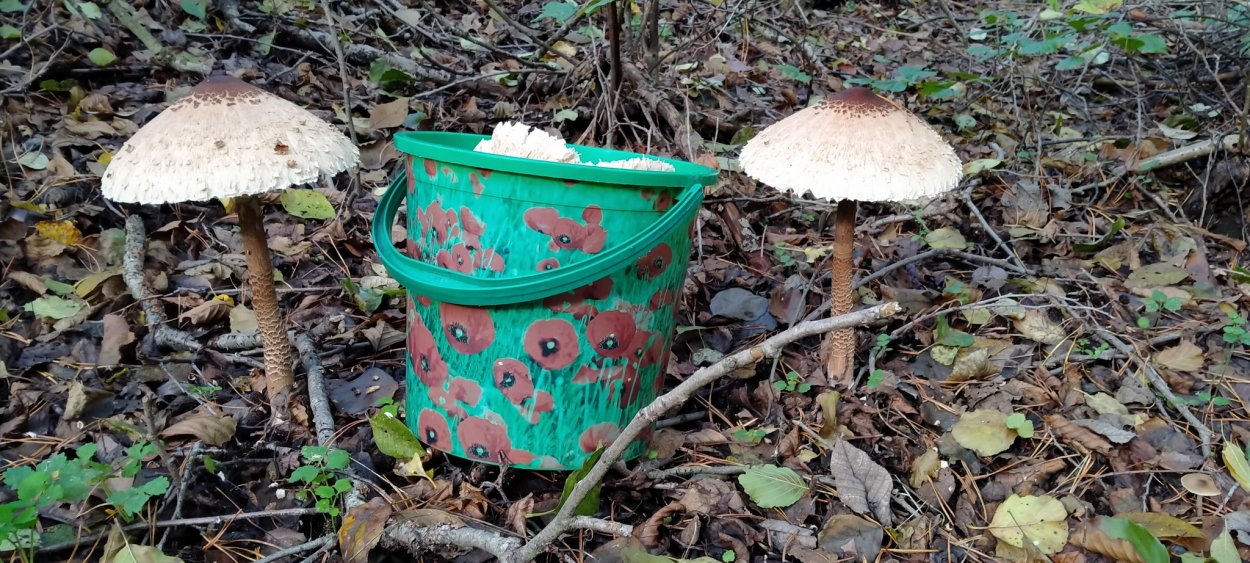 Зонтик Конрада (Macrolepiota konradii)