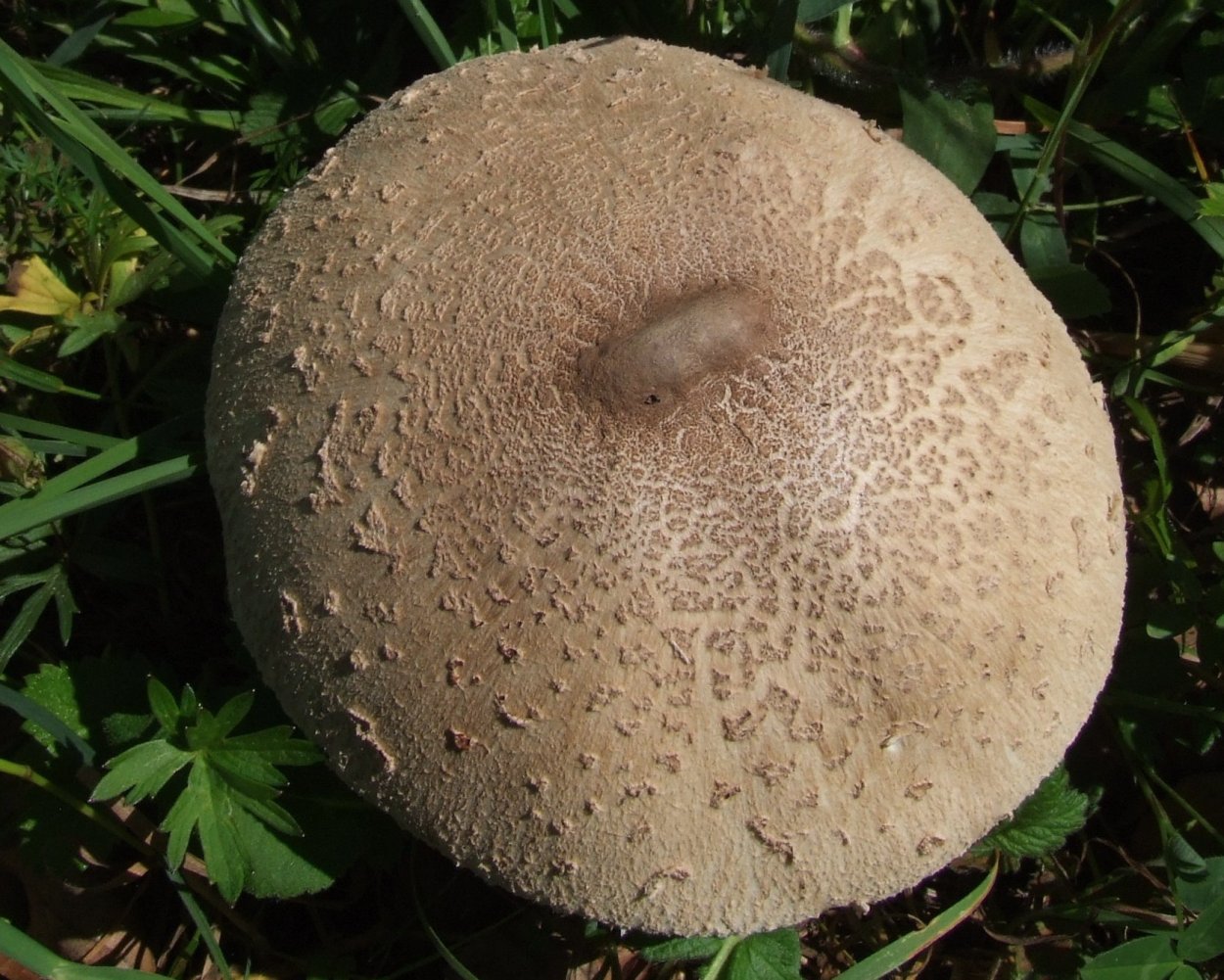 Гриб зонтик сосцевидный Macrolepiota mastoidea
