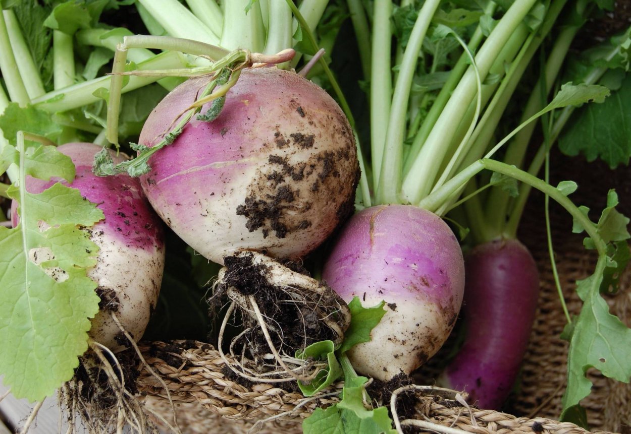 Брюква Brassica napus