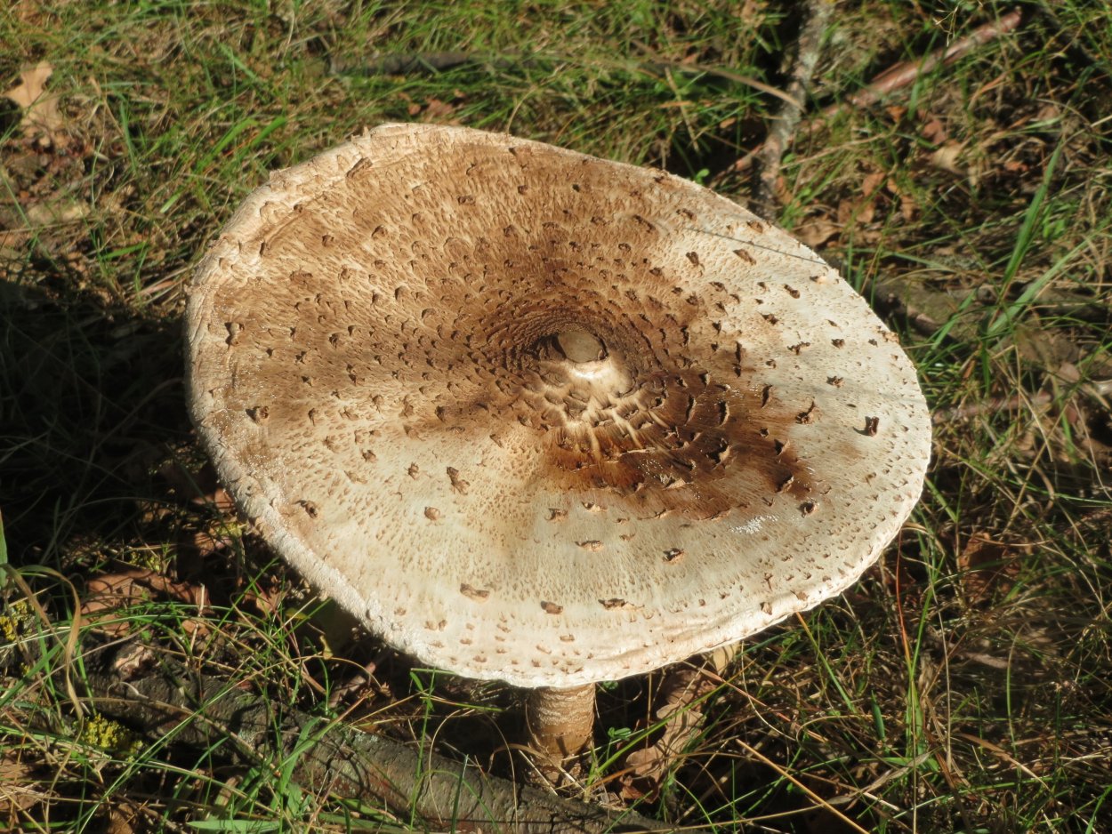 Гриб-зонтик белый Macrolepiota excoriata