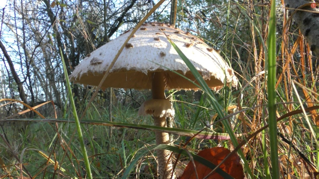 Macrolepiota konradii