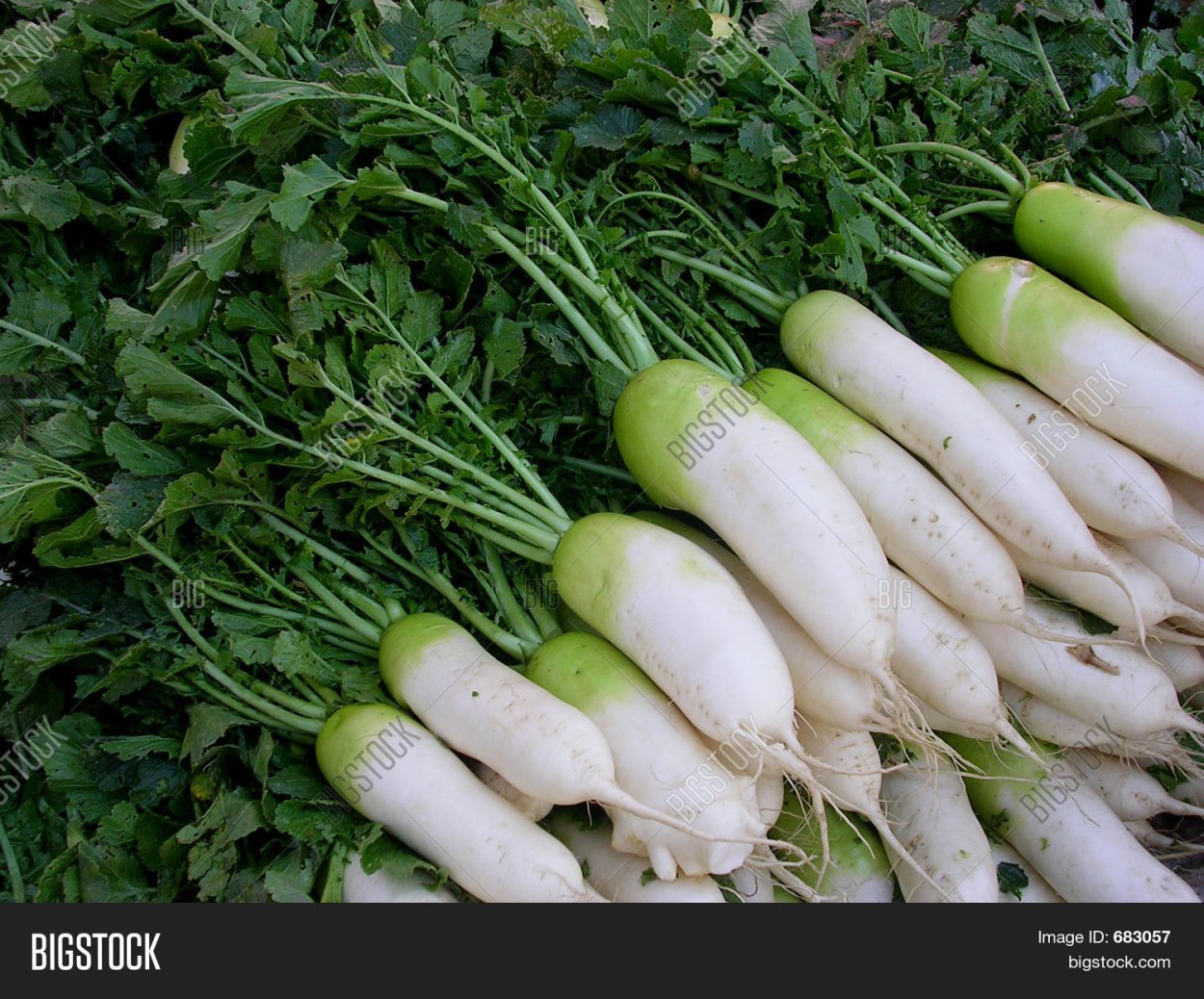 Репа (Brassica Rapa)