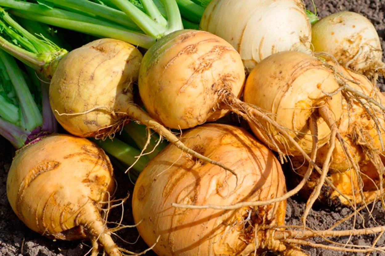 Турнепс (Brassica Rapa)